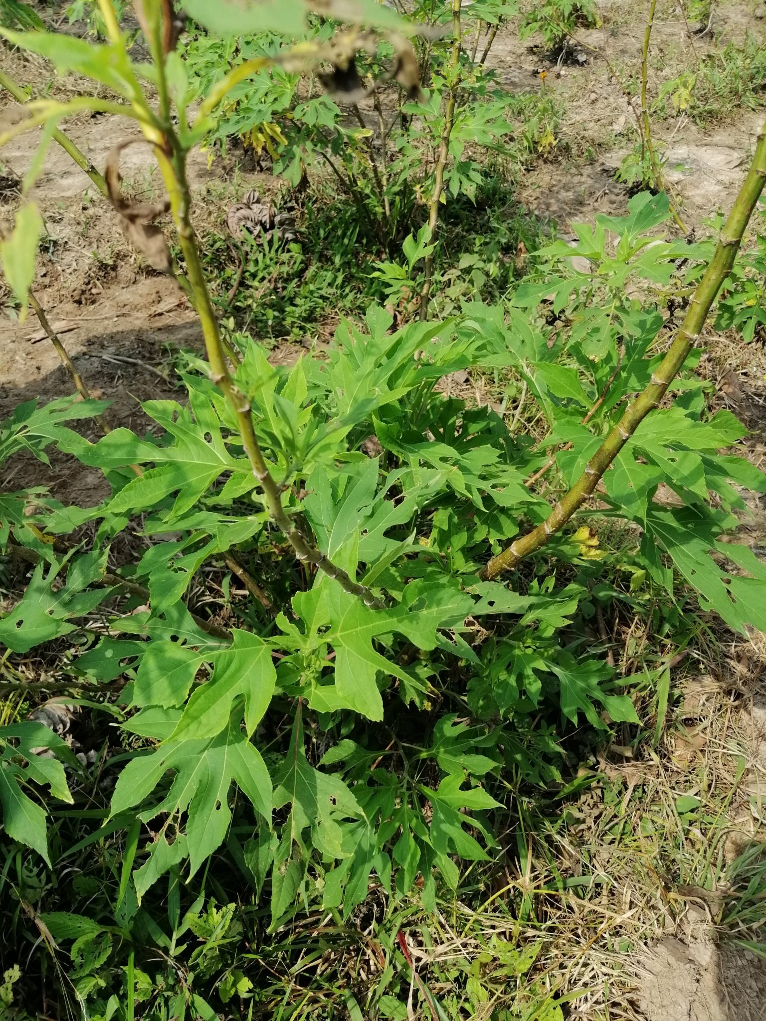 Tithonia diversifolia
